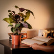 Calathea Makoyana (40cm)