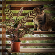 Calathea Overig (40cm)