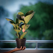 Medinilla Magnifica (40cm)