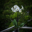 Phalaenopsis Orchid (55cm)